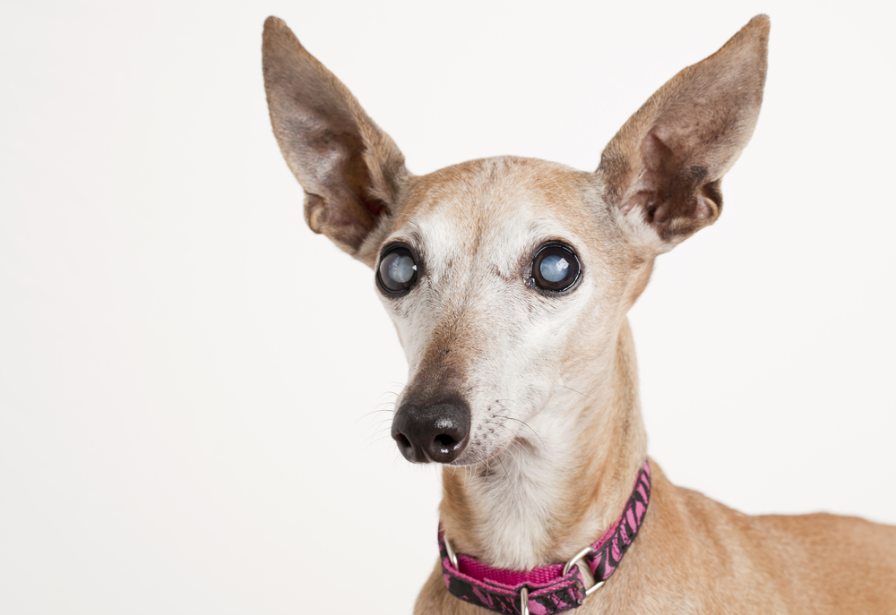 can glaucoma in dogs be cured