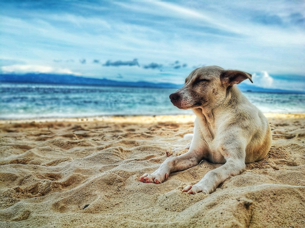 can humidity affect dogs